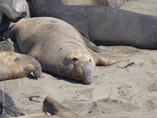 Sea elephants - Big Sur - California