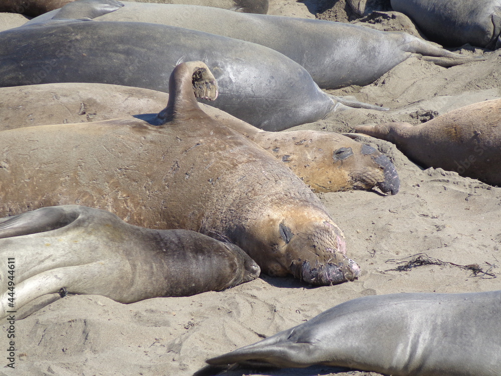 Sea elephants - Big Sur - California Sea elephants - Big Sur - California