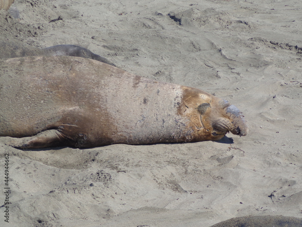 Fototapeta premium Sea elephants - Big Sur - California