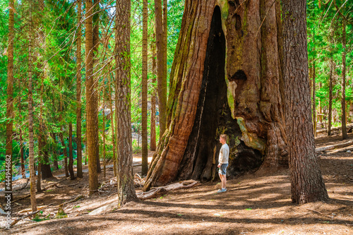 A young man stands among huge trees and looks at a giant redwood tree in the forest, Sequoia National Park, USA photo