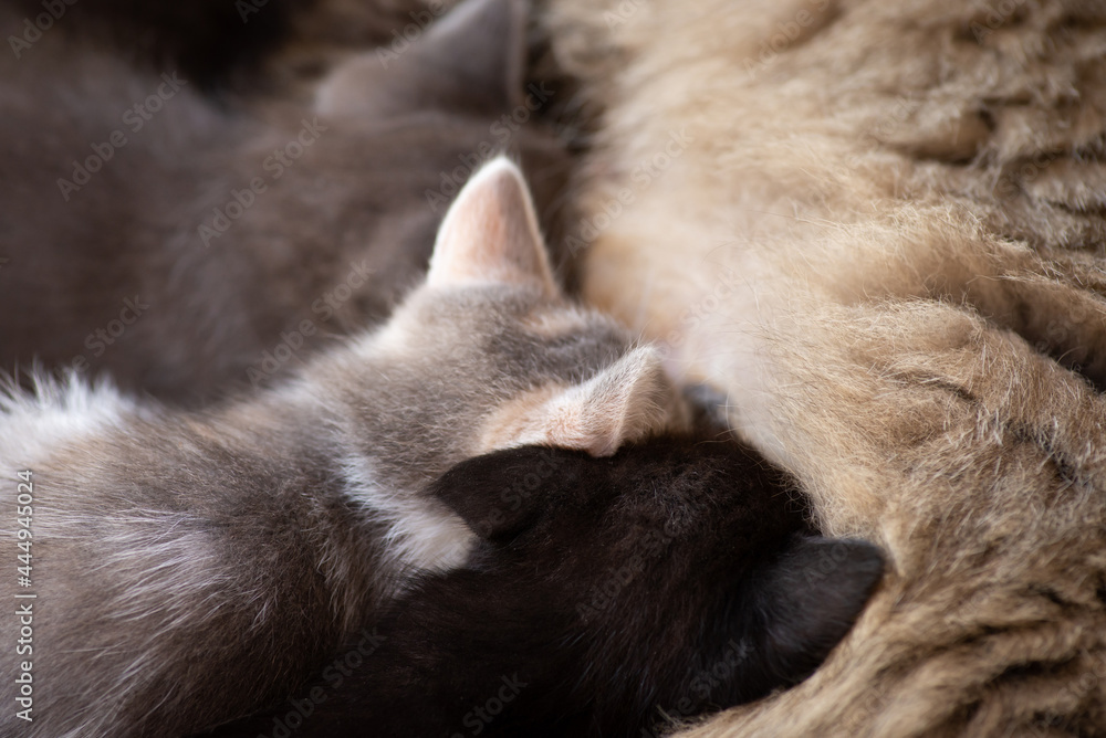Mother cat nursing little kittens. Adorable small kittens close-up