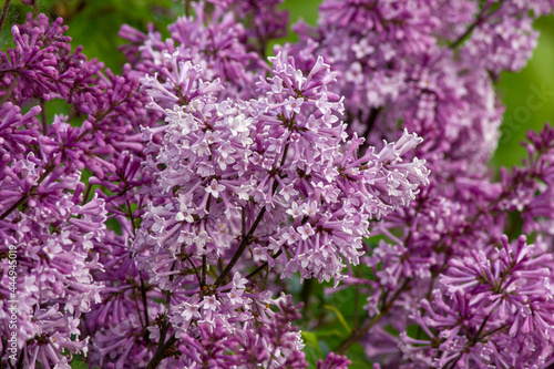 Kwiaty lilaka ottawskiego  Syringa Prestonae 