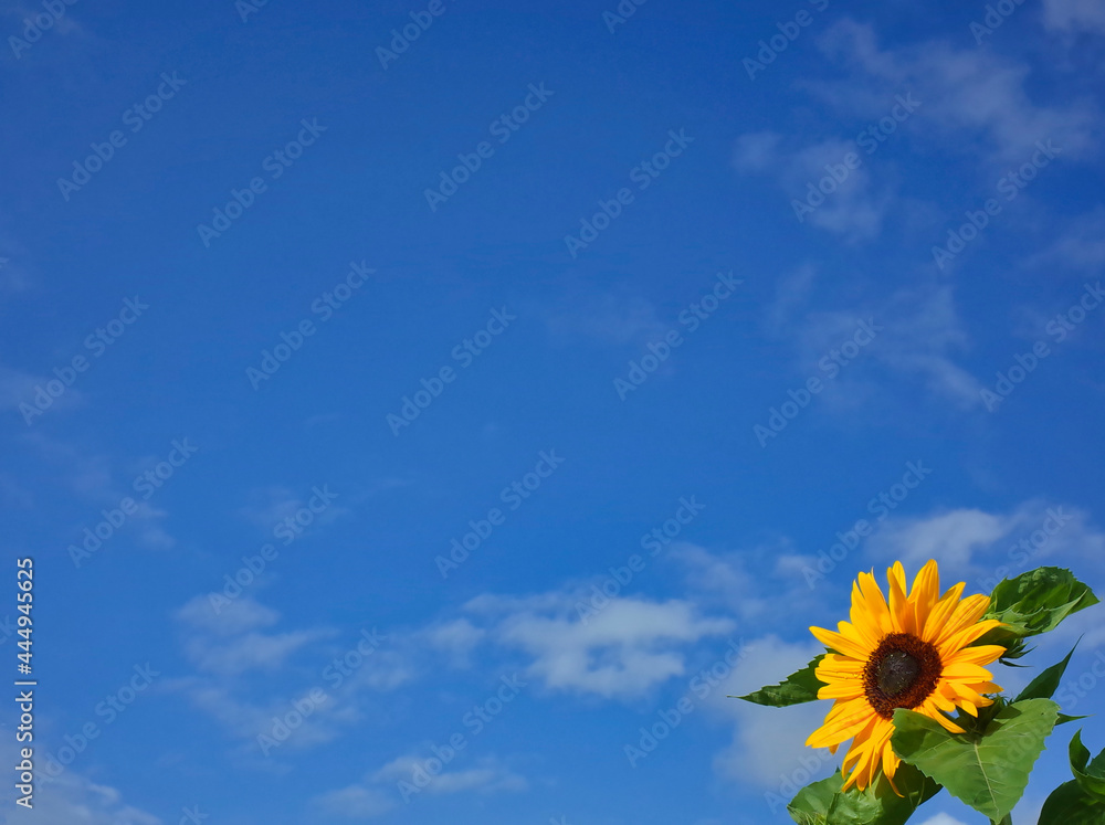 ヒマワリと青空（夏のイメージ）