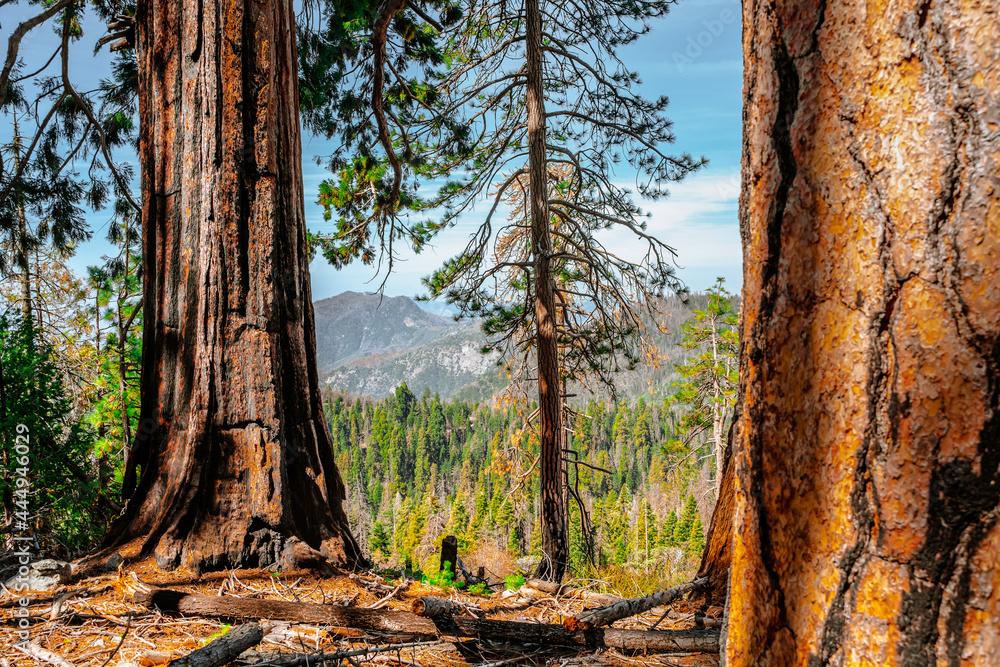 Panorama of the forest with beautiful huge trees and a beautiful natural landscape, Sequoia National Park, USA Panorama of the forest with beautiful huge trees and a beautiful natural landscape, Sequoia National Park, USA