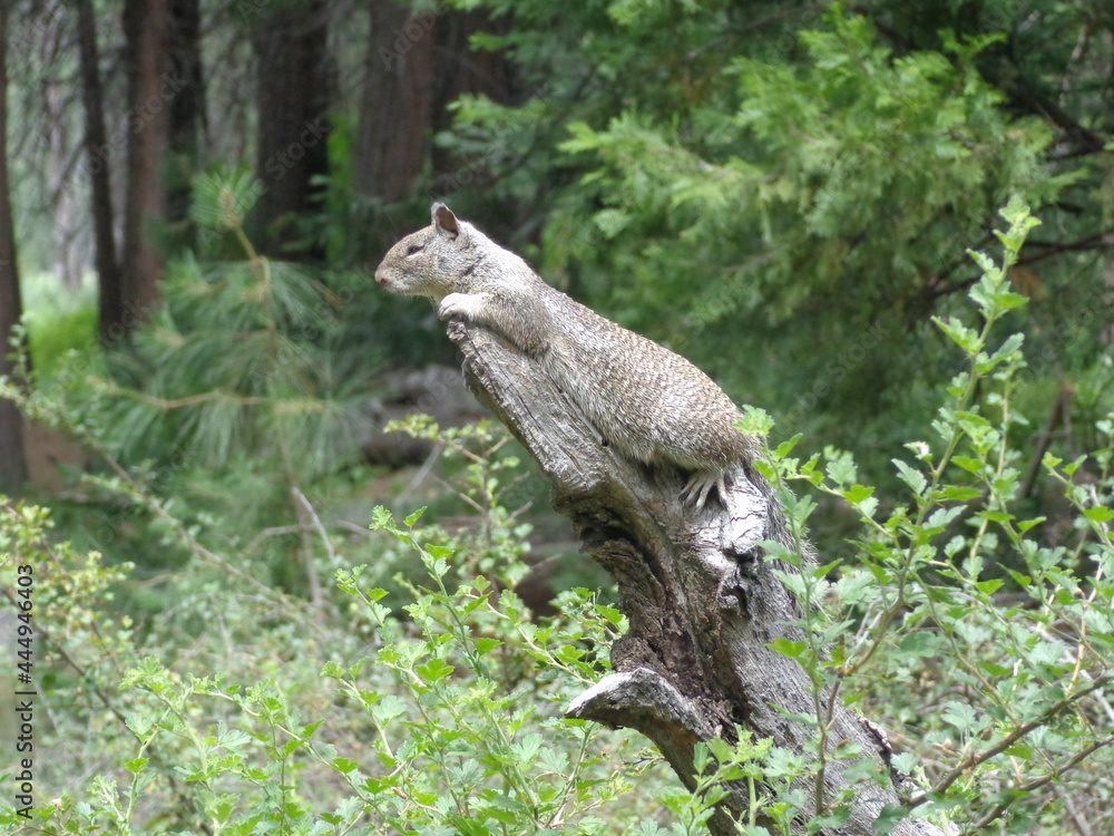 Obraz premium Yosemite National Park
