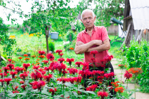elderly man in red shirt next to flower bed of Monarda didyma on garden plot in summer © caftor