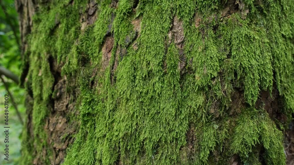 Close-up of Mossy Tree Trunk in the Forest, Wild Nature Concept Close-up of Mossy Tree Trunk in the Forest, Wild Nature Concept