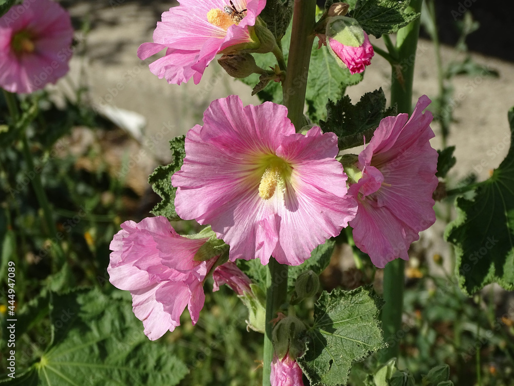 pink hibiscus flower,close-up hibiscus flower plant, pink hibiscus flower,close-up hibiscus flower plant,