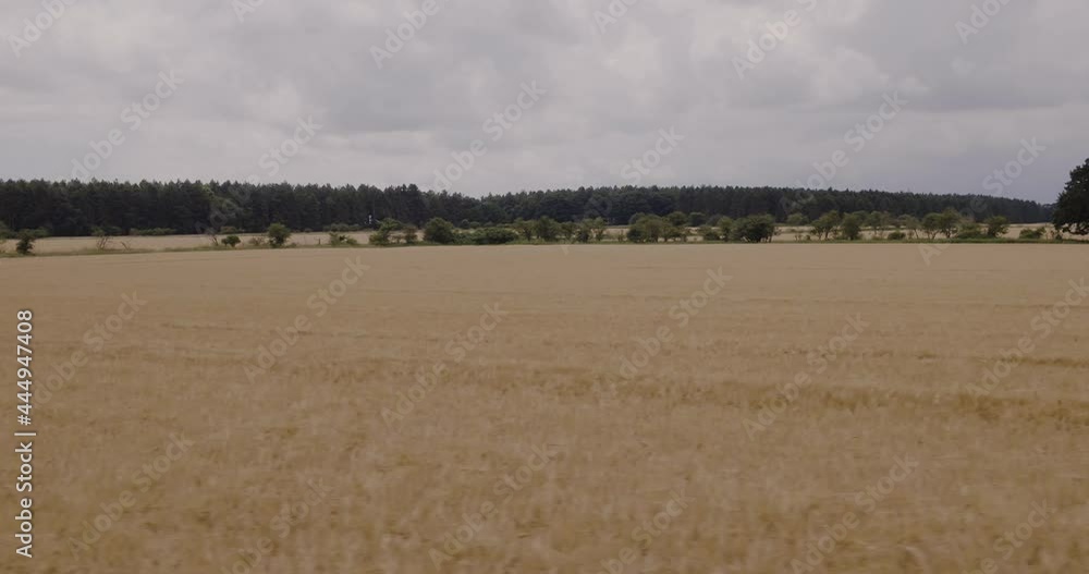 Flying above wheat and barley fields ready to be harvested, Aerial, drone shot. Flying above wheat and barley fields ready to be harvested, Aerial, drone shot.