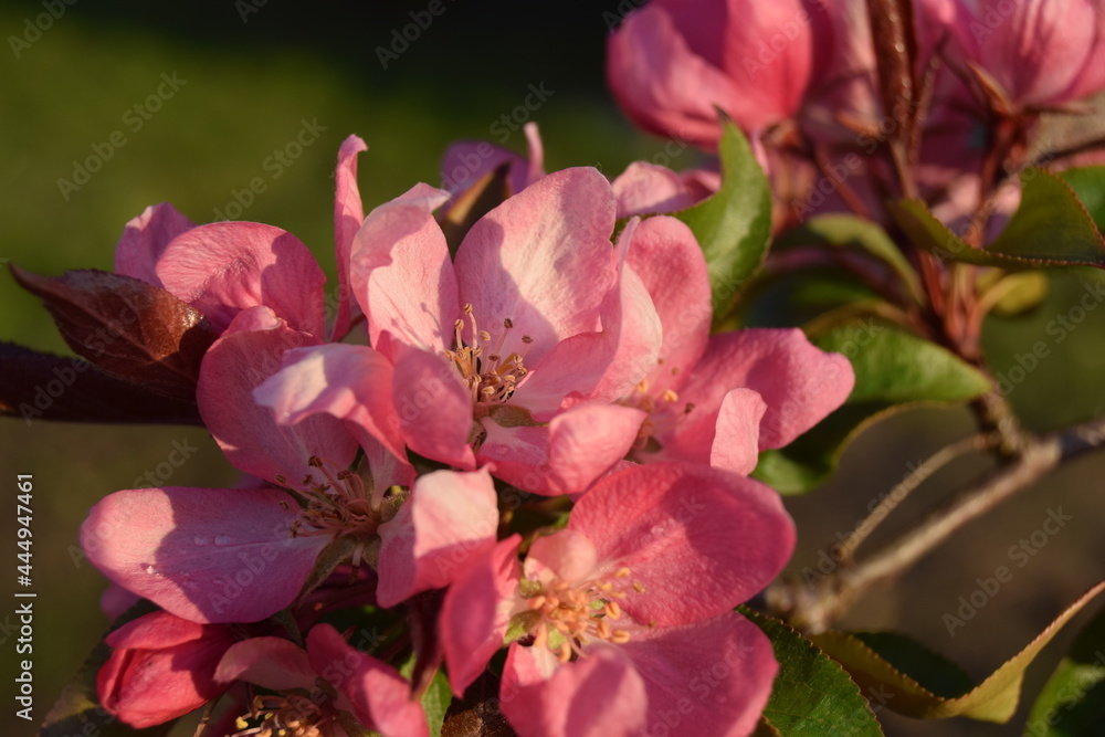 Obraz premium kwiat, flower, 