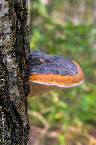 Mushroom Polyporus squamosus, growing on a tree. Polyporaceae.