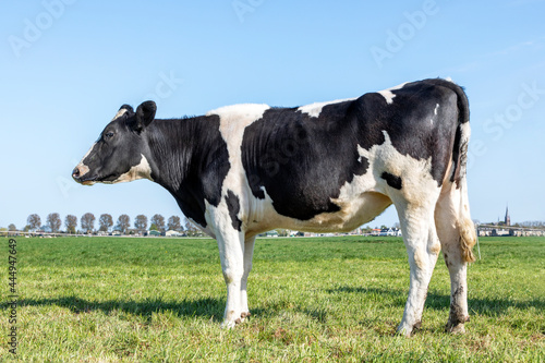 Cow black and white side view in the Netherlands, standing on green grass in a meadow, pasture © Clara