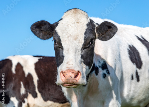 Cow tough and cheeky, black and white, calm friendly look, pink nose, and a blue sky