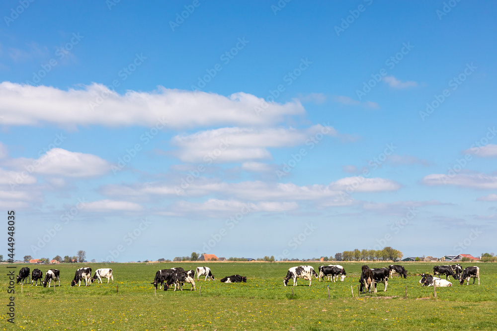 Cows in a landscape grazing in the pasture, peaceful and sunny in flat land with clouds on the horizon, wide view of a herd in field, a wide view with dairy livestock Cows in a landscape grazing in the pasture, peaceful and sunny in flat land with clouds on the horizon, wide view of a herd in field, a wide view with dairy livestock
