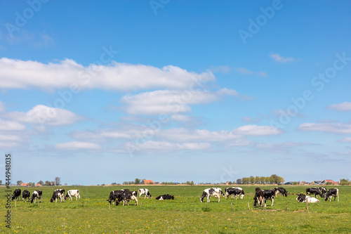 Cows in a landscape grazing in the pasture, peaceful and sunny in flat land with clouds on the horizon, wide view of a herd in field, a wide view with dairy livestock