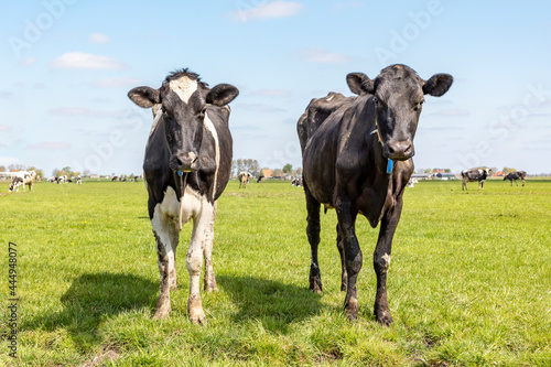 Cows in a field, heifer under a blue sky and a faraway straight horizon. © Clara