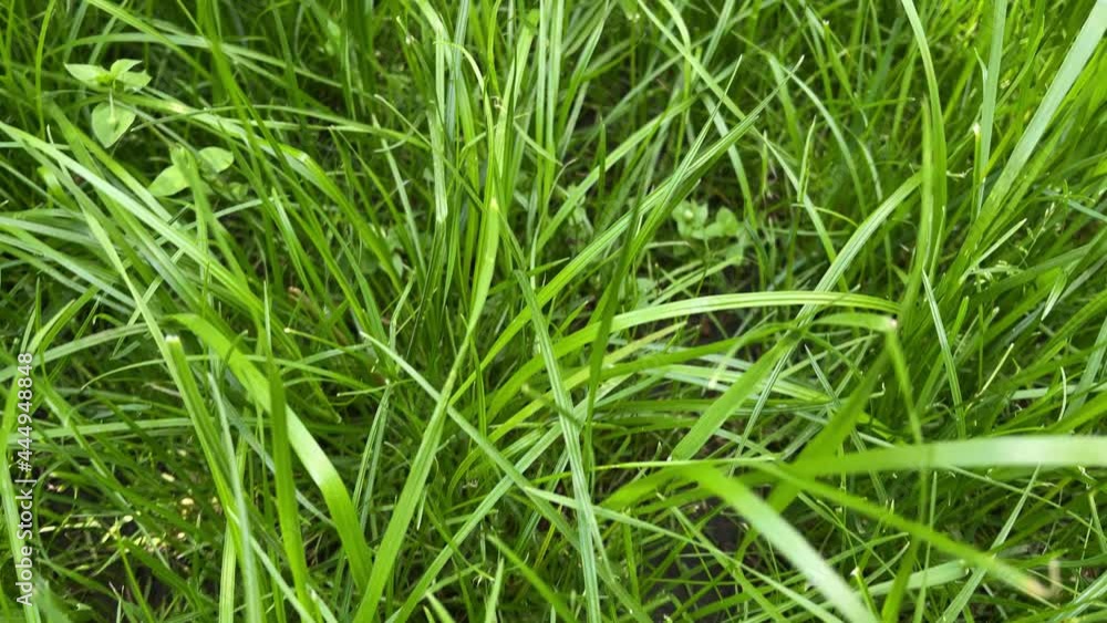 4k Green bright grass lawn. Slow motion of camera. 4k Green bright grass lawn. Slow motion of camera.