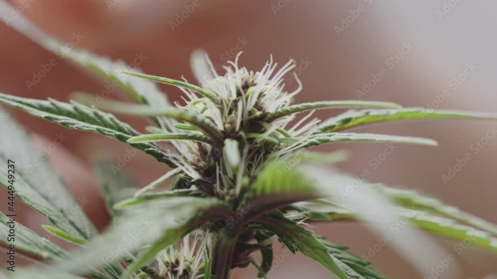 Macro shot hands touching blooming cannabis flower, growing weed hemp ganja herb plant industry, Cultivating marijuana. Weed early flowering stage, thc cbd for medical use, close up shot Macro shot hands touching blooming cannabis flower, growing weed hemp ganja herb plant industry, Cultivating marijuana. Weed early flowering stage, thc cbd for medical use, close up shot
