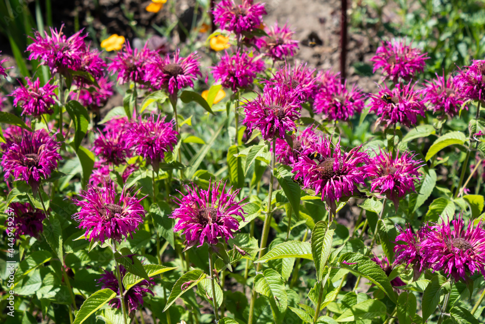 In the garden, the aromatic plant Monarda, used in medicine, blooms with purple flowers. In the garden, the aromatic plant Monarda, used in medicine, blooms with purple flowers.