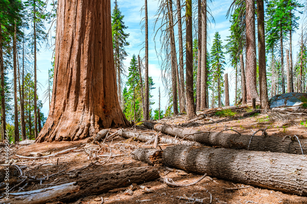 Beautiful forest landscape with hiking trails in Sequoia National Park USA Beautiful forest landscape with hiking trails in Sequoia National Park USA