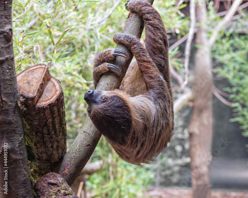 Sloth is hanging upside down in the tree photo