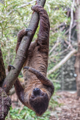 Sloth is hanging upside down in the tree. Vertical photo photo