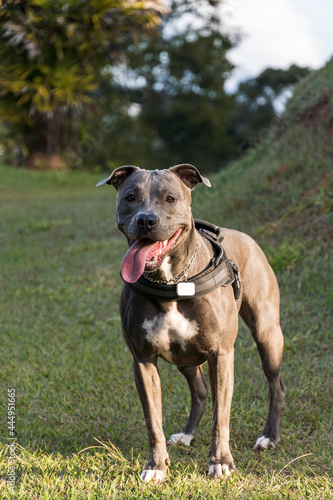 Pit bull dog playing in an open field at sunset. Pitbull blue nose in sunny day with green grass and beautiful view in the background. Selective focus.