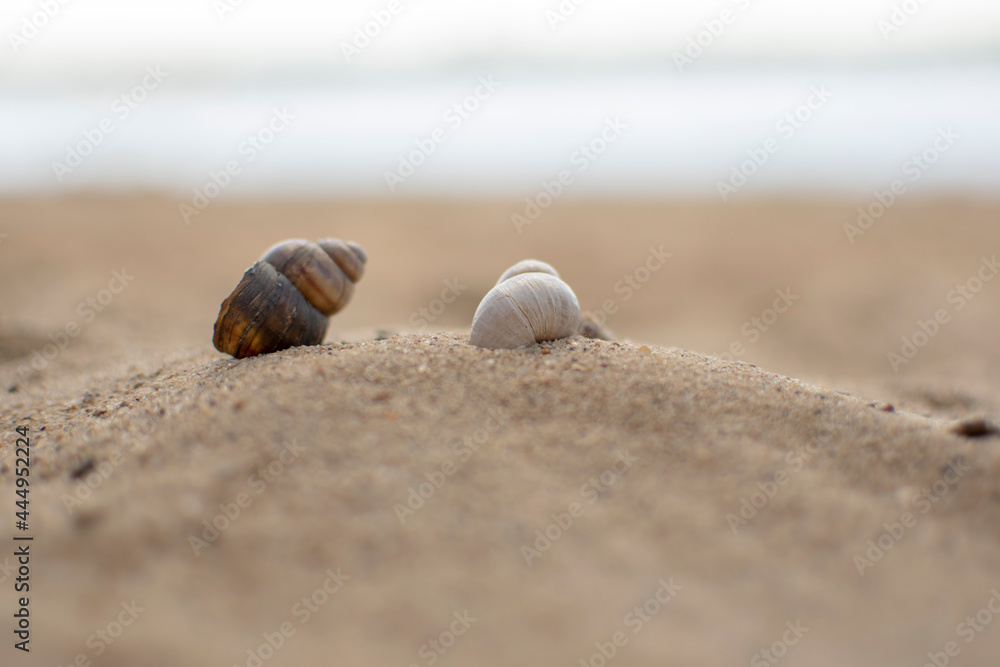 Seashells on the sand of the beach against the background of the sea. Summer vacation concept.