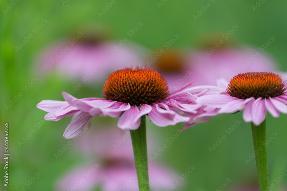 Obraz premium echinacea close up