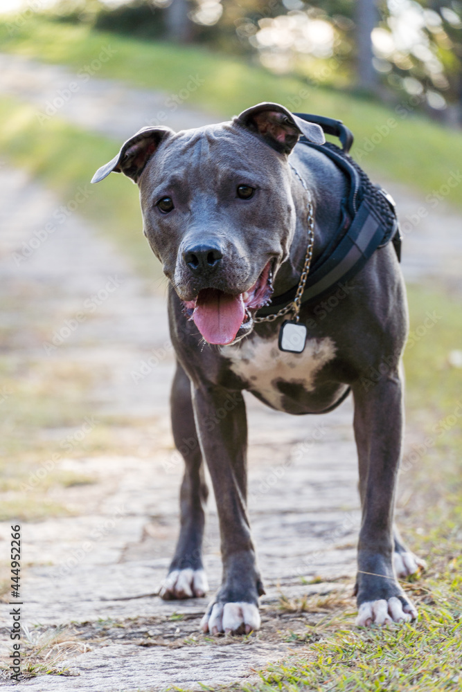 Pit bull dog playing in an open field at sunset. Pitbull blue nose in sunny day with green grass and beautiful view in the background. Selective focus.