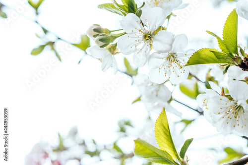 Background with apple tree blossom and blurred bokeh