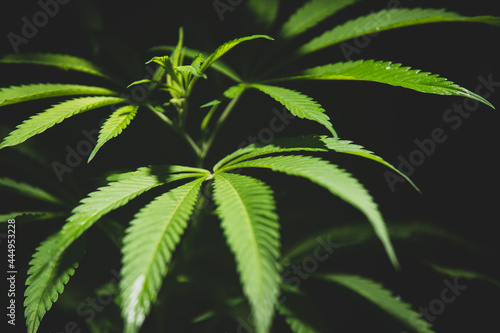 close-up marijuana leaves, cannabis on a dark background © suksan
