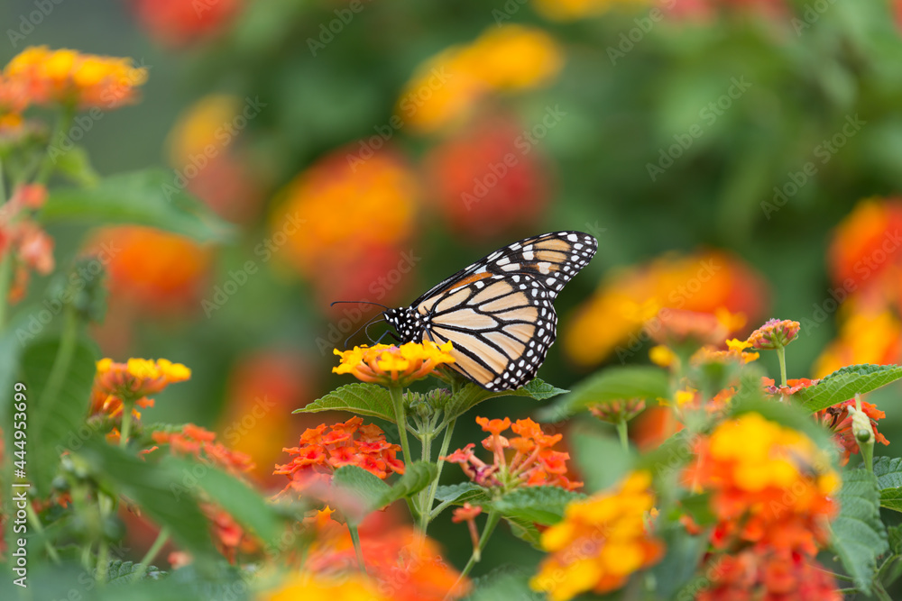butterfly on flower