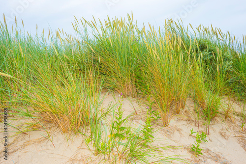 Green grassy dunes along the North Sea coast illuminated by the light of a colorful sun and a blue cloudy sky in summer, Walcheren, Zeeland, the Netherlands, July, 2021