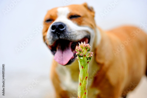 sempervivum plant in front of smiling staffy dog