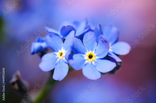 Forget-me-not beautiful blue flower