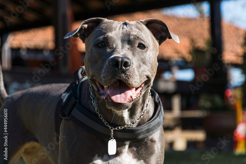 Pit bull dog playing in an open field at sunset. Pitbull blue nose in sunny day with green grass and beautiful view in the background. Selective focus.