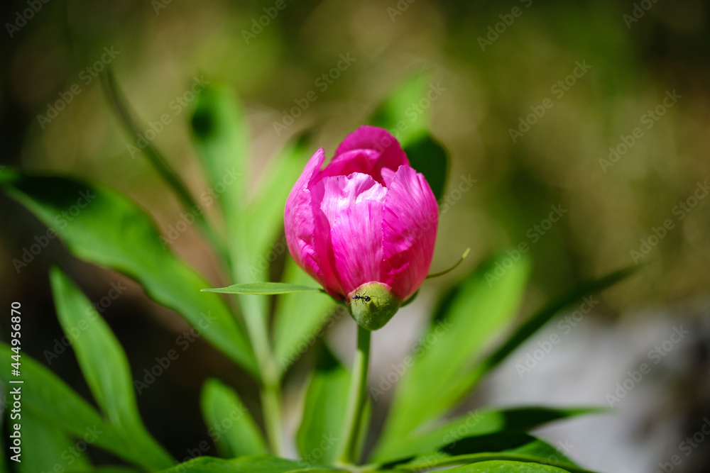 Common peony pink beautiful flower Common peony pink beautiful flower