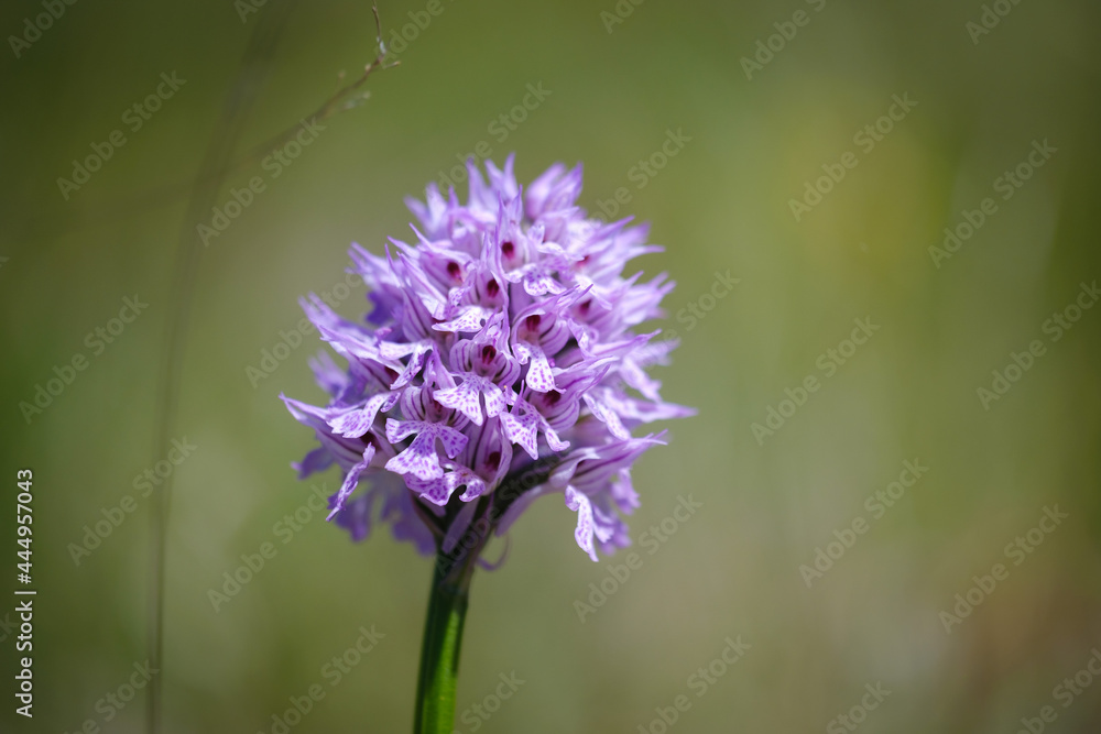 Beautiful Three-toothed orchid flower in grass Beautiful Three-toothed orchid flower in grass