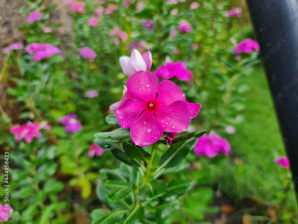 Pink Flower in the garden