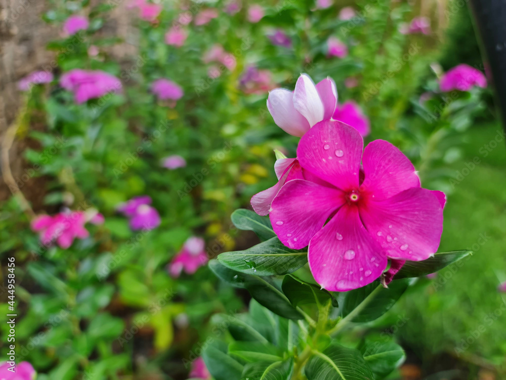 Pink Flower in the garden Pink Flower in the garden