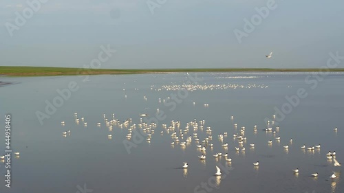Seagulls on the lake, birds flight, view from above