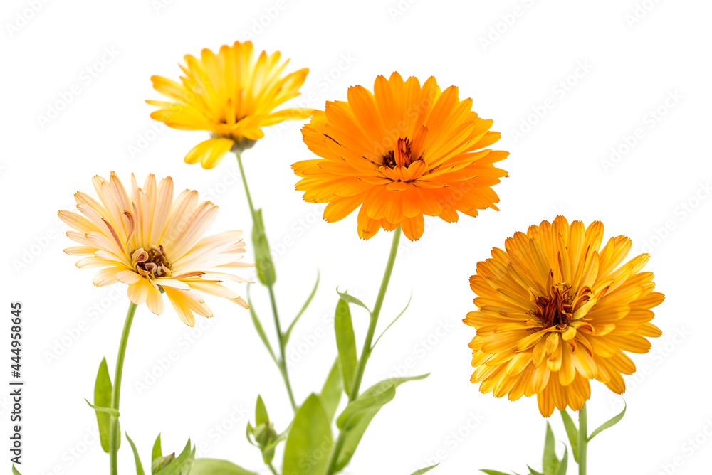 Fototapeta premium Ringelblumen