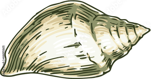 Smooth Beige Seashell. Isolated on White Background. Vector Illustration