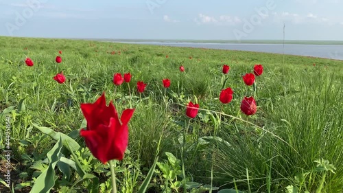 Wild tulips, field of blooming tulips, beautiful landscape