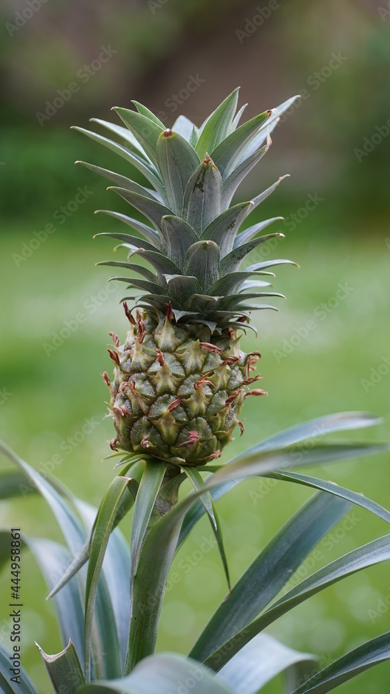 Bonn Germany end of May 2021 Pineapple young plant in front of green background in natural sunlight Bonn Germany end of May 2021 Pineapple young plant in front of green background in natural sunlight