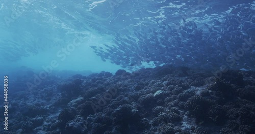 Wallpaper Mural Unknown fusilers very shallow coral reef. Torontodigital.ca