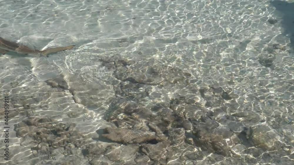 Small blacktip shark swims very shallow water. Small blacktip shark swims very shallow water.