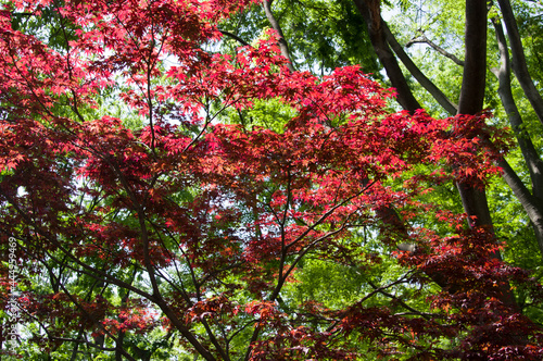 Scenery of Japanese autumn leaves.