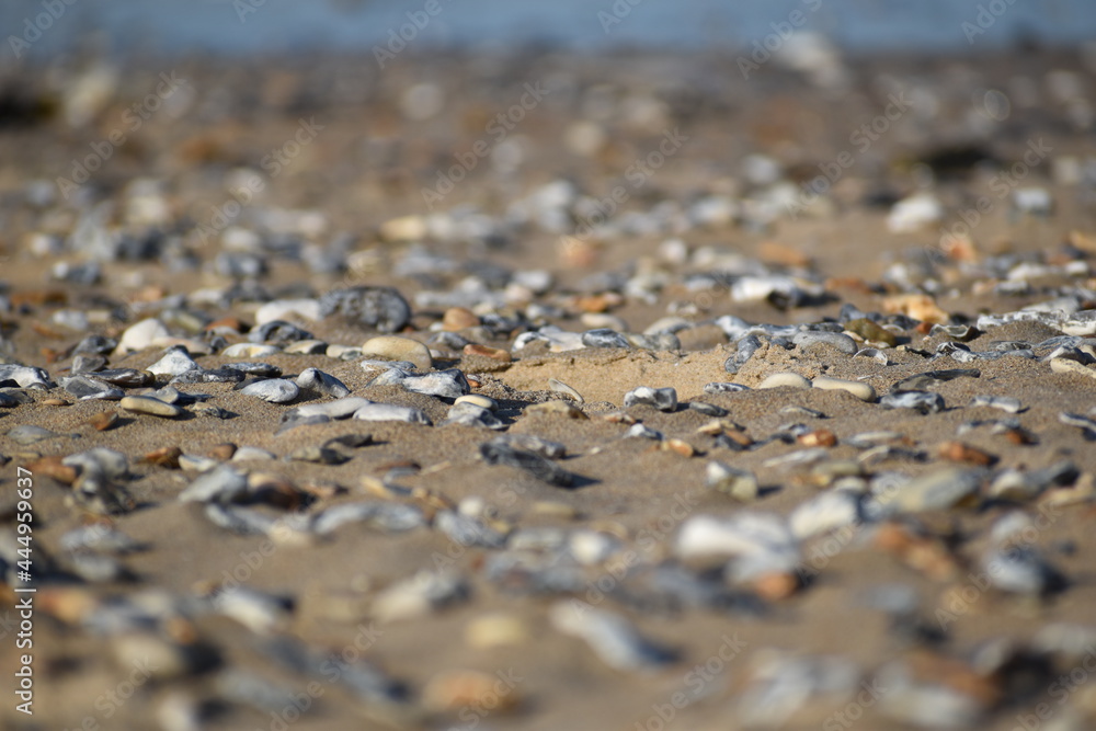 seul sur le sable, un coquillage dans le dos seul sur le sable, un coquillage dans le dos